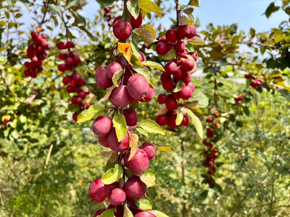 Анасы ұлын жыныстық қатынасқа азғырған